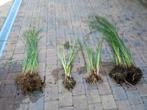 Lot 2 plantes aquatiques étang, marre, zone humide, Ophalen, Zomer, Vaste plant, Vijverplanten
