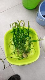 grote vallisneria, Overige typen, Zoetwatervis