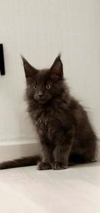 Maine Coon Kittens Blue HK nummer: 20108608, Dieren en Toebehoren, Ophalen of Verzenden