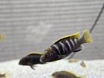 Labidochromis mbamba bay cichliden malawi hobbykweek, Vis, Zoetwatervis