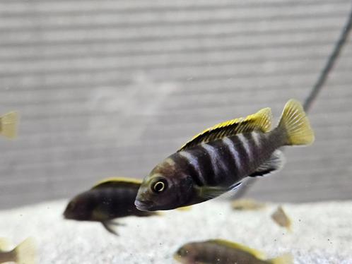 Labidochromis mbamba bay cichliden malawi hobbykweek, Dieren en Toebehoren, Vissen | Aquariumvissen, Zoetwatervis, Vis