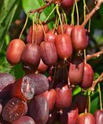 Kiwibessen rode of groen kiwi’s heerlijke sappige vruchten, Printemps, Enlèvement ou Envoi, Plantes fruitières, Mi-ombre
