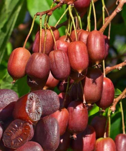 Kiwibessen rode of groen kiwi’s heerlijke sappige vruchten, Tuin en Terras, Planten | Tuinplanten, Vaste plant, Fruitplanten, Halfschaduw