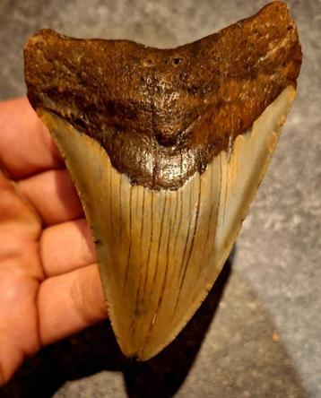 	MEGALODON TAND USA	73	gr	9.7x7x1.2	cm beschikbaar voor biedingen