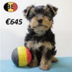 Prins, Yorkshire reutje te koop, Dieren en Toebehoren, Yorkshire Terriër, België, 15 weken tot 1 jaar, CDV (hondenziekte)
