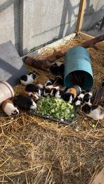 Zoek je een nieuwe thuis voor je huisdier ? Lees even, Dieren en Toebehoren, Cavia, Augustus, Meerdere dieren, Tam