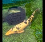 Japanse koi shiro bekko, Dieren en Toebehoren, Karper of Koi