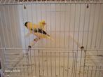 2 mannelijke kanaries, Dieren en Toebehoren