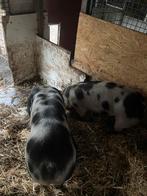 Pietrain zeug, Dieren en Toebehoren, Schapen, Geiten en Varkens