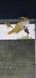 Pruimkop parkieten, Dieren en Toebehoren, Vogels | Parkieten en Papegaaien, Geringd