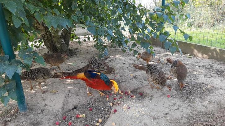 Jonge goudfazanten 2025, Dieren en Toebehoren, Pluimvee, Overige soorten, Meerdere dieren