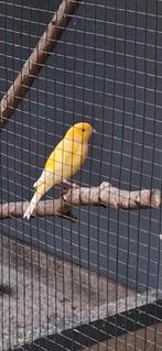 Gele kanarie (man), Dieren en Toebehoren, Vogels | Kanaries