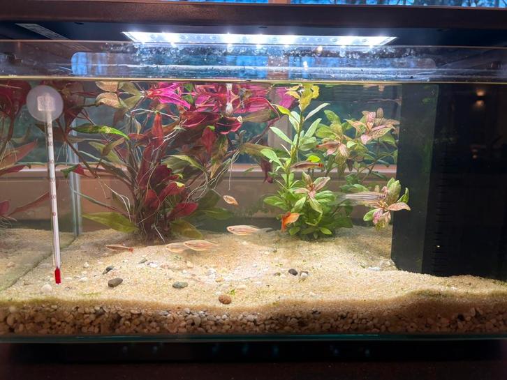 Aquarium met planten en visjes te koop, Dieren en Toebehoren, Vissen | Aquaria en Toebehoren, Gebruikt, Ophalen