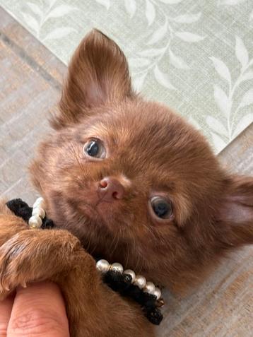 Prachtig chihuahua reutje beschikbaar voor biedingen