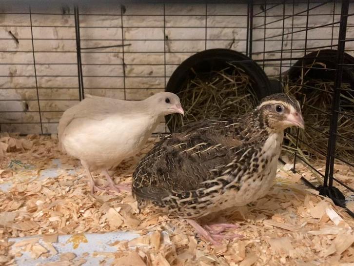 1 man en 1 vrouw kwartel, Dieren en Toebehoren, Pluimvee, Overige soorten, Meerdere dieren