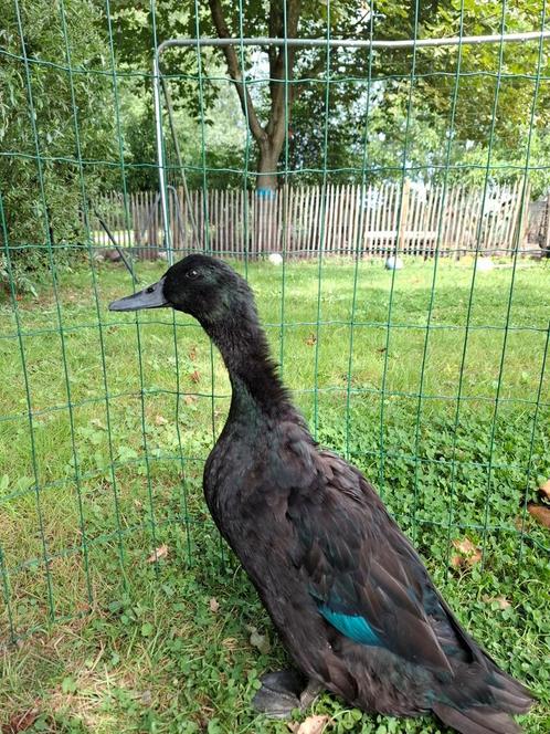 Eenden Van Vorst, Dieren en Toebehoren, Pluimvee, Eend, Meerdere dieren