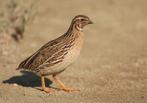 Diverse kwartels, Meerdere dieren, Tropenvogel