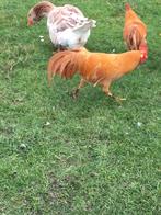 Leghorn haan BUFF, Dieren en Toebehoren, Mannelijk