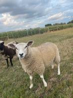 Ooilam, Dieren en Toebehoren, Schapen, Geiten en Varkens, Vrouwelijk, Schaap, 0 tot 2 jaar