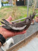Jonge handtamme witmasker valkparkiet, Dieren en Toebehoren, Vogels | Parkieten en Papegaaien, Geringd