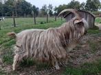 Kempense geitenbok, Dieren en Toebehoren, Schapen, Geiten en Varkens, Mannelijk, Geit, 3 tot 5 jaar