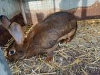 Belgisch haaskonijn, Dieren en Toebehoren, Konijnen, Vrouwelijk, Middelgroot