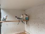 Bonte grasparkiet split blackwing, Dieren en Toebehoren
