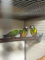 0-3 bonte boer youyou, Dieren en Toebehoren, Vrouwelijk, Papegaai, Geringd