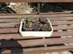 jeunes plants de houx, Ophalen of Verzenden, Hulst, Struik, 100 tot 250 cm