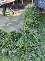 Japanse zegge - Carex morrowii, Jardin & Terrasse, Plantes | Arbustes & Haies, Enlèvement, Autres espèces, Arbuste, Moins de 100 cm