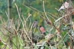 europese goudvink, Dieren en Toebehoren, Mannelijk, Wildzangvogel, Geringd
