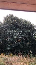 Laurierkers, Tuin en Terras, Planten | Struiken en Hagen, Ophalen, Struik