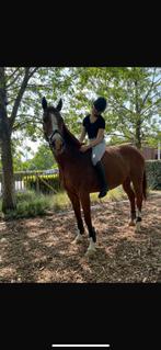 Braaf paard merrie, Dieren en Toebehoren, Paarden, Merrie