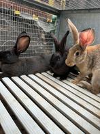 Vleeskonijnen te koop, Dieren en Toebehoren, Groot, 0 tot 2 jaar