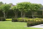 MEERSTAMMIGE BOMEN voor tuin en terras, Tuin en Terras, Ophalen