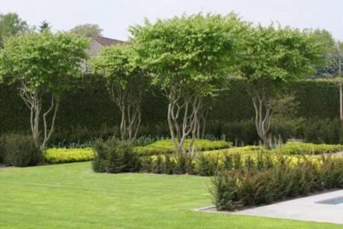 MEERSTAMMIGE BOMEN voor tuin en terras, Tuin en Terras, Planten | Bomen, Ophalen