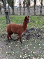 alpaca merrie, Dieren en Toebehoren, Schapen, Geiten en Varkens, Vrouwelijk, 0 tot 2 jaar