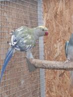 halsband, Dieren en Toebehoren, Vogels | Parkieten en Papegaaien, Meerdere dieren, Parkiet, Geringd