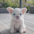 Franse bulldog pup fluffy PINK uniek dna!, Dieren en Toebehoren, België, Fokker | Hobbymatig, Reu, 8 tot 15 weken