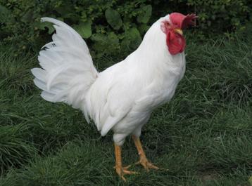 Broedeieren van witte leghorn beschikbaar voor biedingen