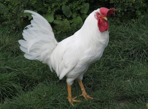 Broedeieren van witte leghorn, Dieren en Toebehoren, Pluimvee