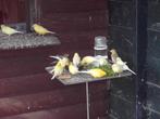 kanariemannen, Dieren en Toebehoren, Vogels | Kanaries, Meerdere dieren, Kleurkanarie