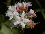 vijverplanten, Tuin en Terras, Ophalen