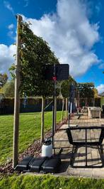 Pyrus calleryana 'Chanticleer' (sierpeer), Tuin en Terras, Planten | Bomen, Ophalen