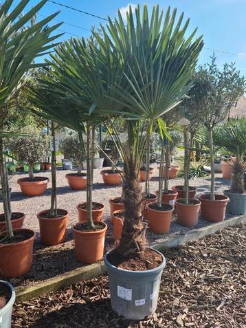 Winterharde palmbomen Trachycarpus Fortunei  beschikbaar voor biedingen
