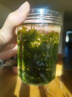 Levermos aquariumplant, Dieren en Toebehoren, Ophalen