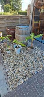 Bananeplant musja basjoo, Ophalen, Volle zon, Vaste plant, Zomer