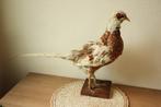 Taxidermie opgezette fazant, Verzamelen, Dierenverzamelingen, Ophalen of Verzenden, Gebruikt, Opgezet dier