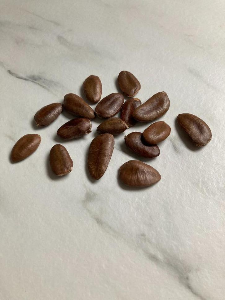 Verse PAW-PAW zaden (Asimina triloba), Tuin en Terras, Bloembollen en Zaden, Zaad, Gehele jaar, Halfschaduw, Ophalen of Verzenden