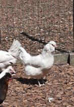 Emerode kippen, Dieren en Toebehoren, Pluimvee, Vrouwelijk, Kip
